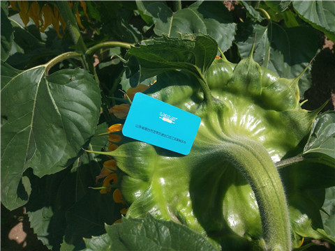 水溶肥 ，葉面肥，伯示麥