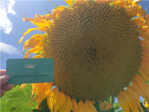 水溶肥 ，葉面肥，伯示麥