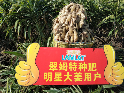 微生物菌劑，拉姆拉