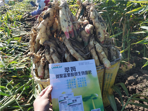 微生物菌劑，拉姆拉