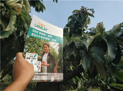 葉面肥，硼肥，磷酸二氫鉀