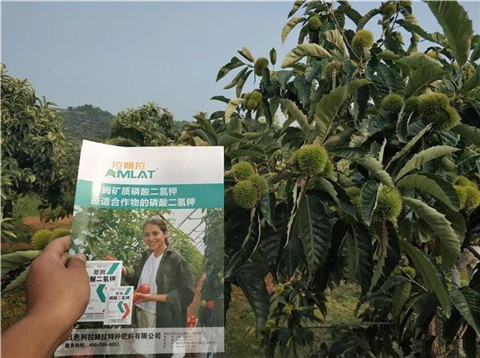 葉面肥，硼肥，磷酸二氫鉀