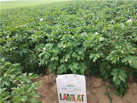 沖施肥，水溶肥，伯示麥