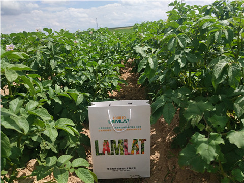 沖施肥，水溶肥，伯示麥