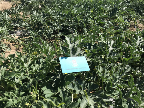 微生物菌劑，磷酸二氫鉀