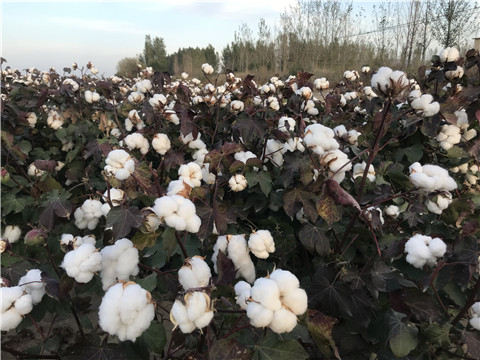 水溶肥,,棉花,拉姆拉 水溶肥,,棉花,拉姆拉