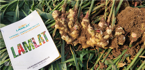 水溶肥，大姜，拉姆拉