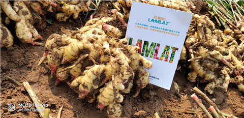 水溶肥，大姜，拉姆拉