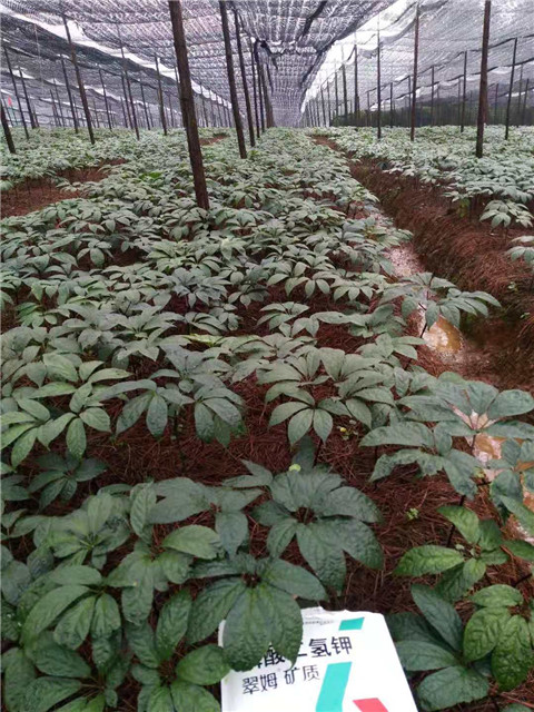 磷酸二氫鉀，安碧解，