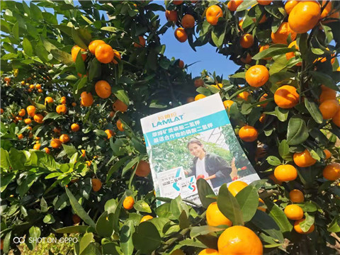 磷酸二氫鉀，硼肥，拉姆拉