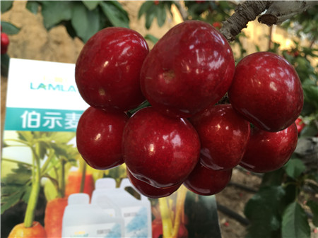 生根劑，微生物菌劑，拉姆拉，伯示麥