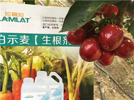 生根劑，微生物菌劑，拉姆拉，伯示麥