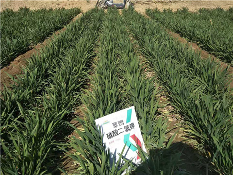 磷酸二氫鉀，葉面肥，拉姆拉