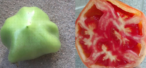 番茄僵果,拉姆拉 番茄僵果,拉姆拉