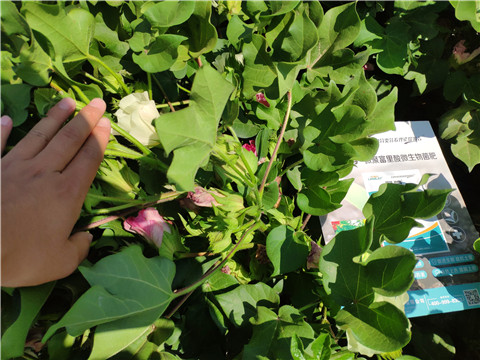 微生物菌劑，拉姆拉