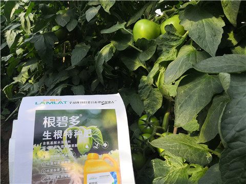 根碧多，拉姆拉