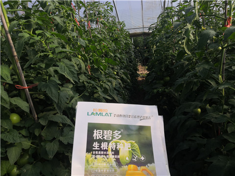 根碧多，拉姆拉