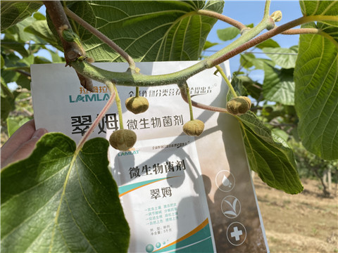 微生物菌劑，拉姆拉