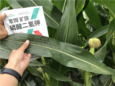 磷酸二氫鉀,拉姆拉,翠姆 磷酸二氫鉀,拉姆拉,翠姆