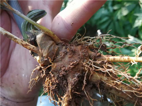 微生物菌劑，翠姆，拉姆拉