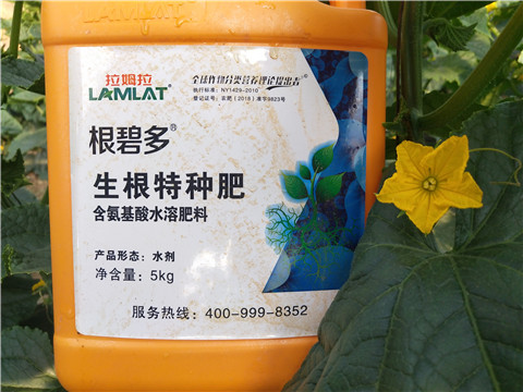 根碧多，拉姆拉