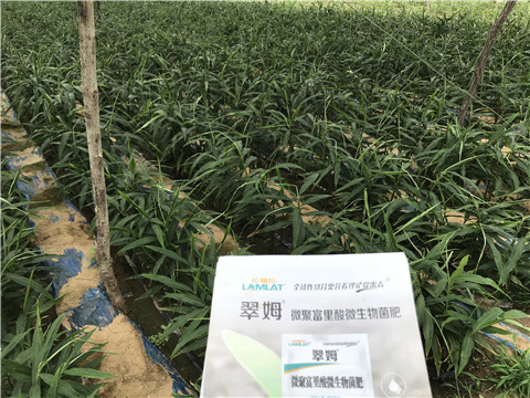 微生物菌劑，翠姆，拉姆拉