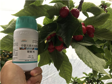 鈣肥，拉姆拉，翠姆