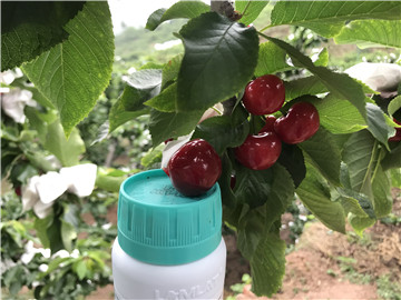 鈣肥，拉姆拉，翠姆