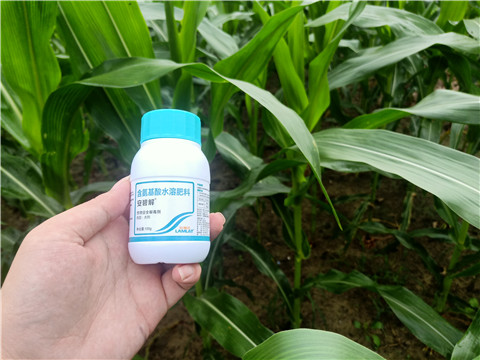 安碧解，拉姆拉