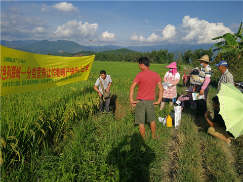 葉面肥，水稻灌漿肥，拉姆拉