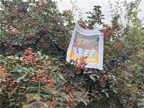 花椒種植，大量元素水溶肥，翠姆