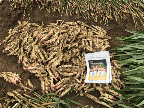 水溶肥，磷酸二氫鉀