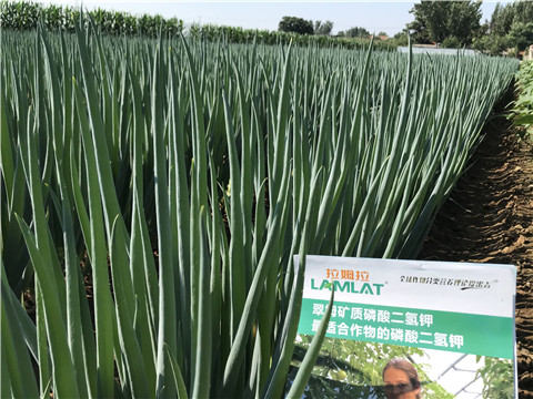 進(jìn)口水溶肥品牌，拉姆拉，翠姆