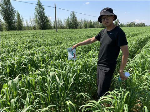 磷酸二氫鉀，拉姆拉，翠姆