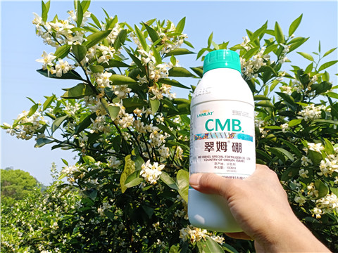 硼肥，拉姆拉，翠姆