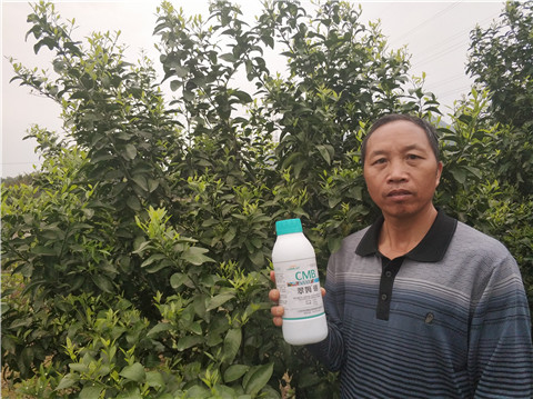 硼肥，拉姆拉，翠姆