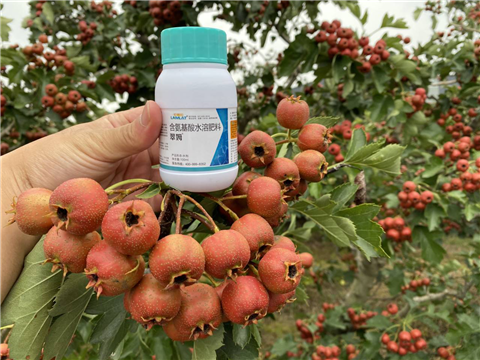 葉面肥，翠姆，拉姆拉