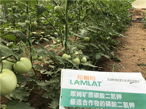 進(jìn)口水溶肥，拉姆拉，翠姆