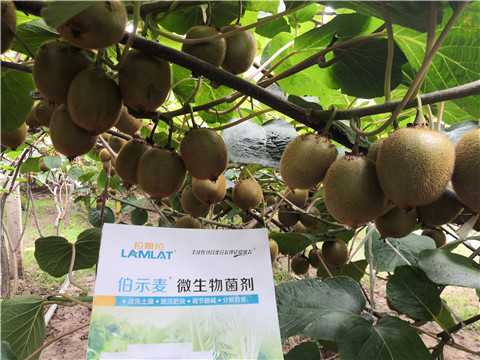 微生物菌劑，生根劑，伯示麥，拉姆拉