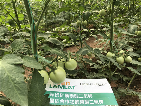 磷酸二氫鉀，拉姆拉，翠姆