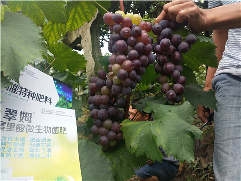 微生物菌劑，拉姆拉，翠姆