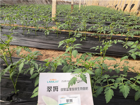 水溶肥，拉姆拉，翠姆