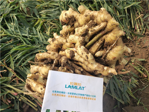 水溶肥，拉姆拉，翠姆