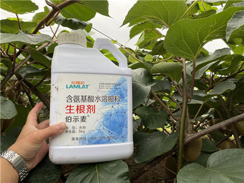 水溶肥，生根劑，微生物菌劑，伯示麥，拉姆拉