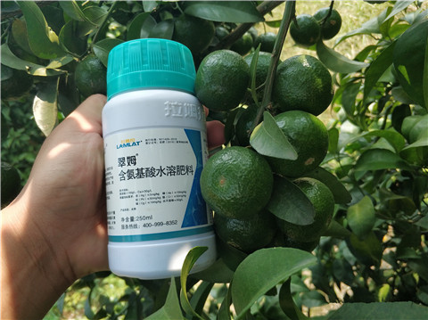 葉面肥，拉姆拉，翠姆