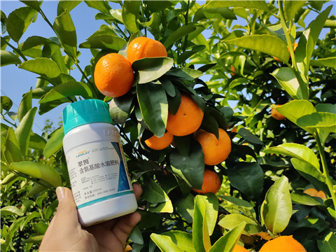 葉面肥，拉姆拉，翠姆