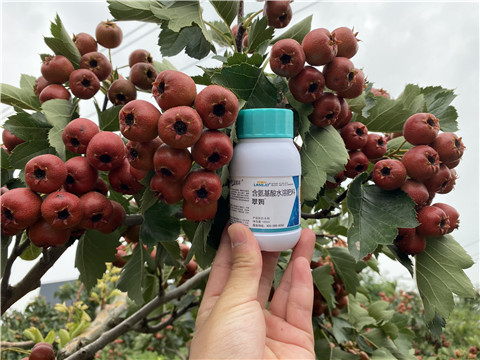 葉面肥，拉姆拉，翠姆