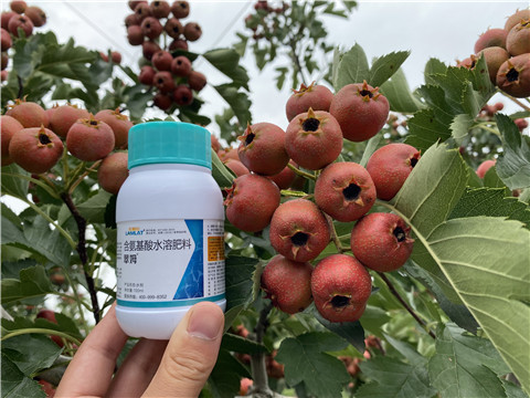 葉面肥，拉姆拉，翠姆