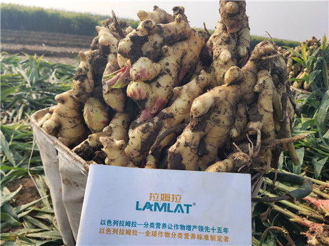 進口水溶肥，拉姆拉，翠姆