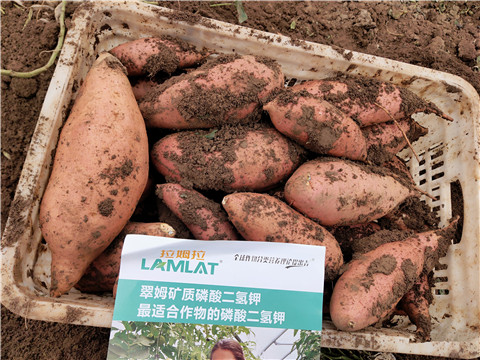 進口水溶肥，拉姆拉，翠姆